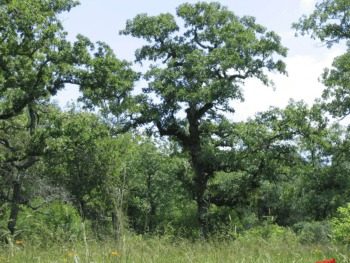 post oak tree
