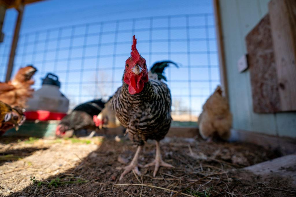 a black and white rooster stands in a chicken coop