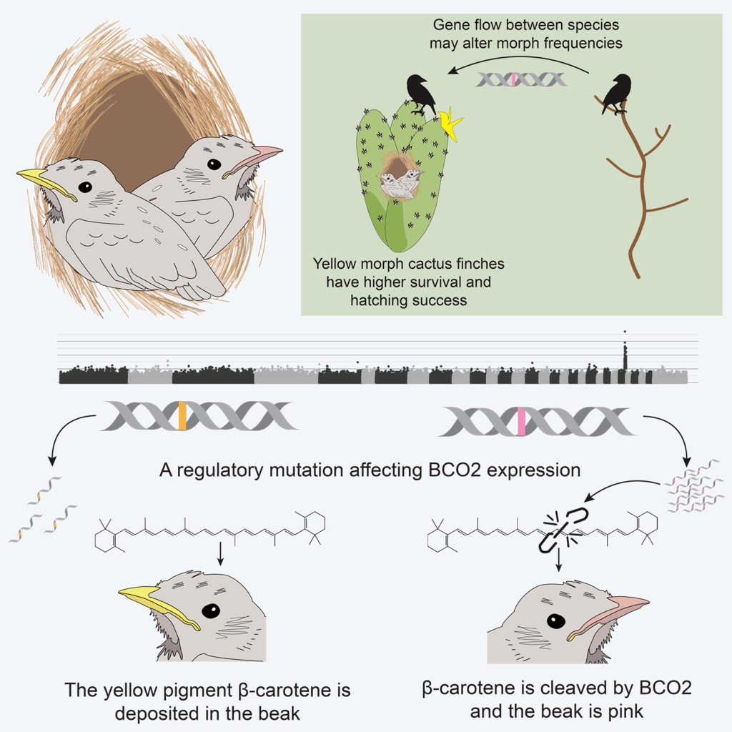 Graphical overview of the study describing how the researchers identified the genetic mutation associated with the yellow beak morph. The inset highlights ecological associations with the yellow beak morph, including higher survival and hatching success