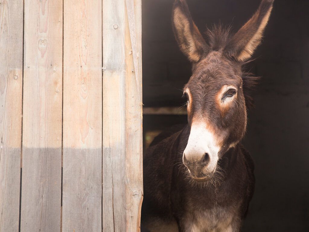 Donkey sticking out of the barn