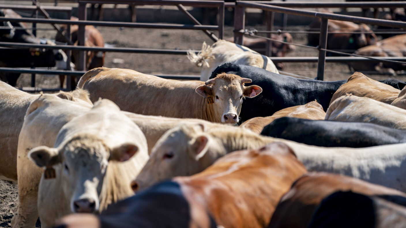 A photo of cattle in a feedlot.