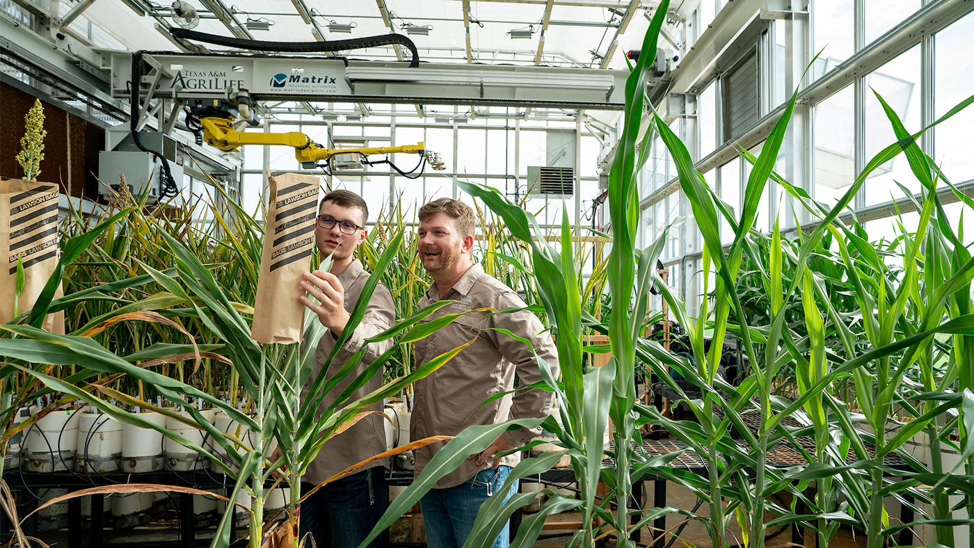 Two agriculturalists examine crops in a greenhouse
