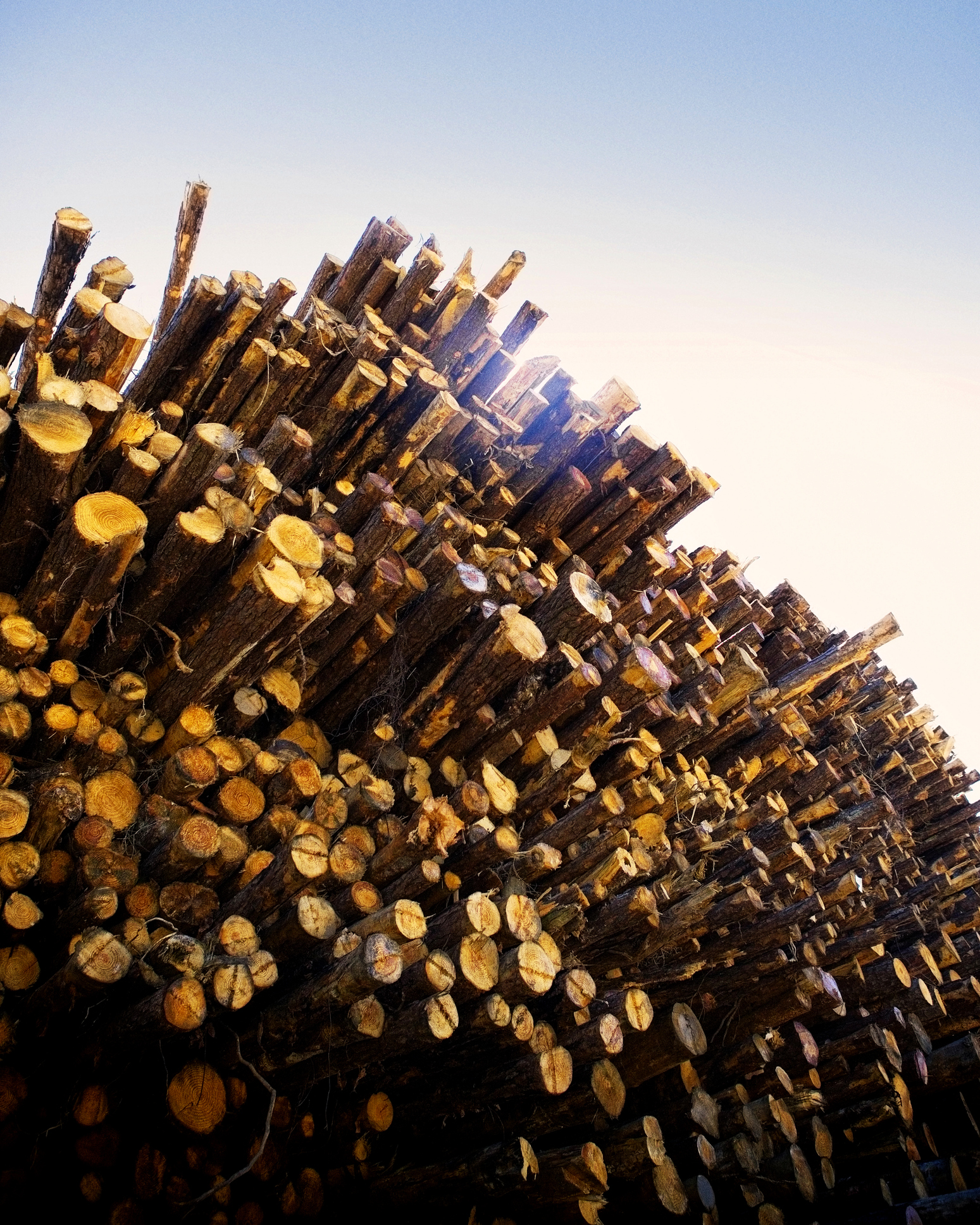 A large stack of cut pine timber.