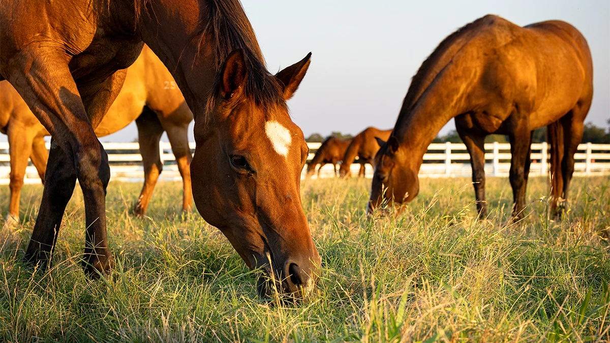 Horses grazing at sunset